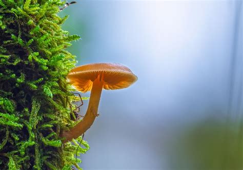 Group of fungi make evolutionary leap to invade living things