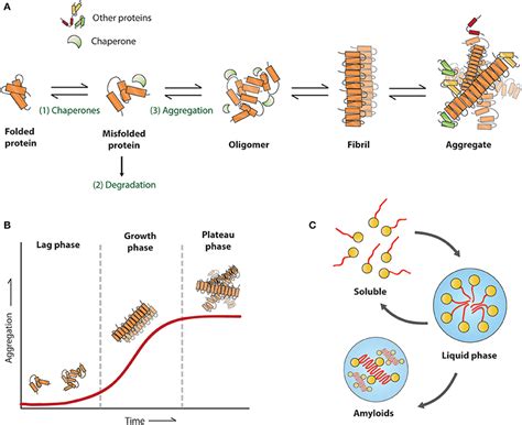 Frontiers | Cellular Regulation of Amyloid Formation in Aging and Disease