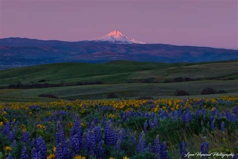 Mount Hood with wildflowers as seen from Dalles Mountain Ranch near ...