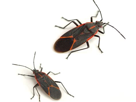 Black & Orange Boxelder Bugs: Bites, Infestations & Prevention