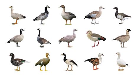 🦆 Types Of Geese In English | Species Of Geese | Goose Types - YouTube