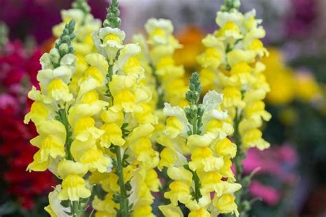 A Guide to Snapdragon Care in Pots - The Practical Planter