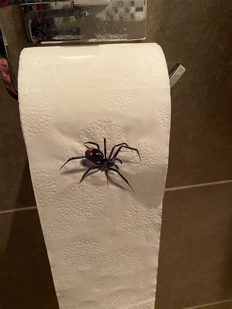 Spider Roll Scary Toilet Roll Prank You Might Crap Hong Kong ...