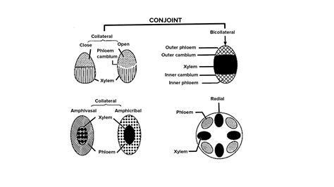 Describe the different types of vascular bundles found in the plants.