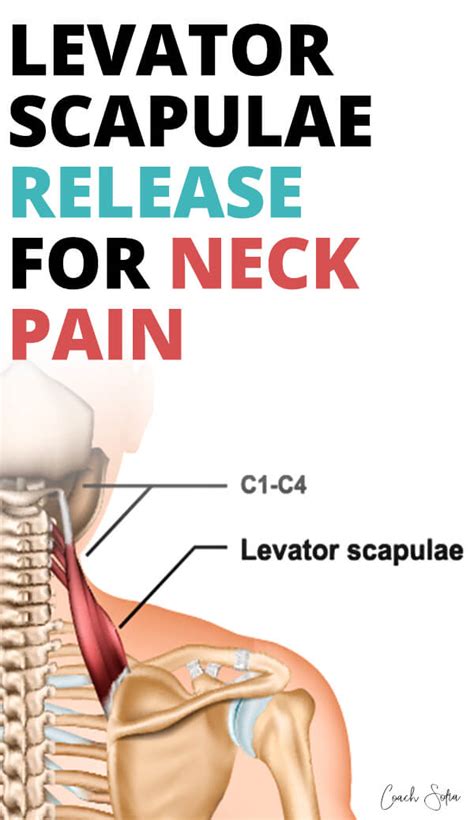 Levator Scapulae Release And Exercises (Instant Neck Pain Relief ...