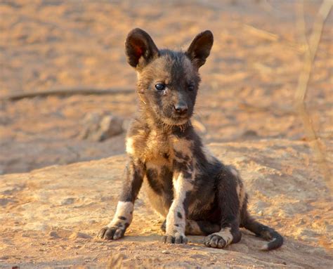 Wild dog puppy protocol in Madikwe - Africa Geographic