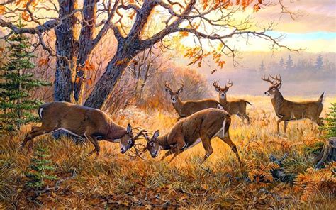 Young bucks lock horns during fall deer rut. | Deer painting, Deer art ...