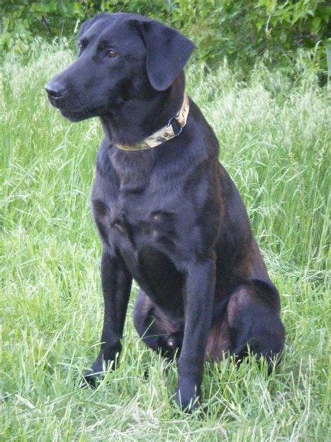 FIELD AMERICAN BLACK LAB PUPPIES