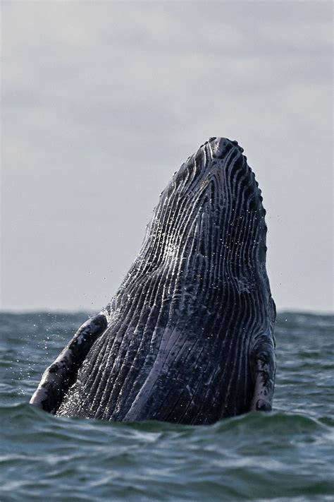 A humpback whale jumps out of the water in the Pacific Ocean - CGTN