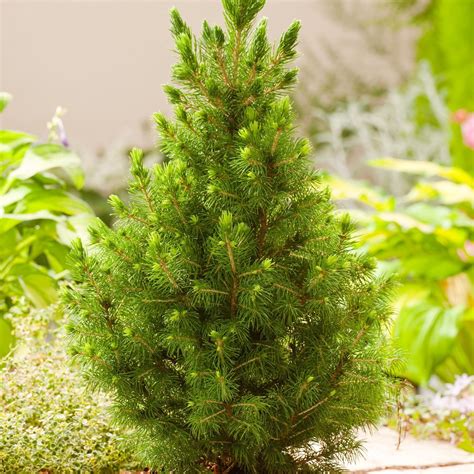 3 PACK (9cm Pots) Dwarf Conifer Picea Glauca var. Albertiana Conica ...