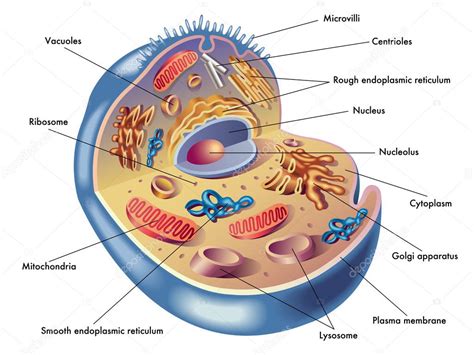 Human cell structure Stock Illustration by ©rob3000 #65092153