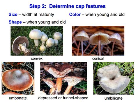 Wild Mushroom Identification Chart