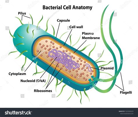 Bacteria Cell Structure