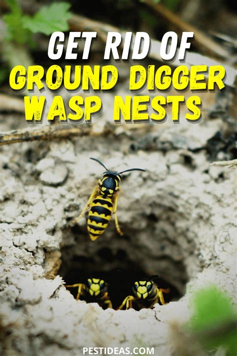 Get Rid of Ground Digger Wasp Nests | Getting rid of bees, Wasp nest ...