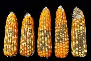 Understanding and Preventing Aflatoxin Poisoning - Cropnuts