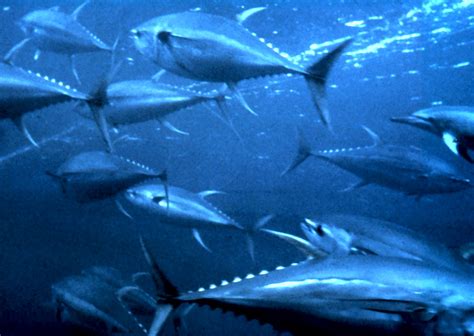 File:Yellowfin tuna nurp.jpg - Wikipedia