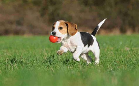 How to Teach Your Dog To Play Fetch | Hypro Premium