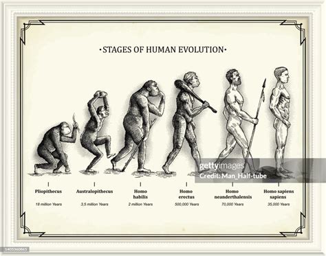 Stages Of Human Evolution High-Res Vector Graphic - Getty Images