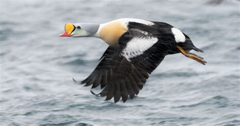 14 Incredible Duck Species