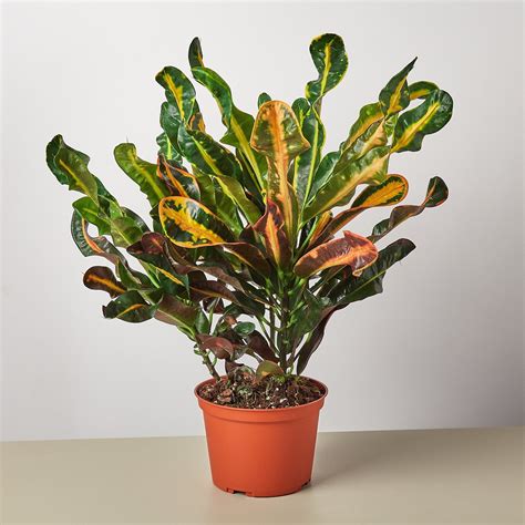 Croton Mammy - 6" Pot - Walmart.com