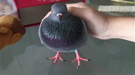 Pigeon Pet Care - YouTube