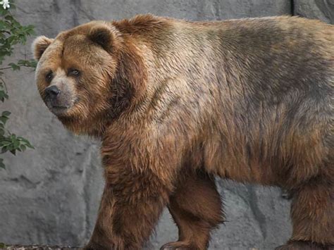 Kodiak – the largest brown bear | DinoAnimals.com