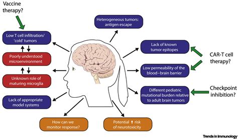 Towards Immunotherapy for Pediatric Brain Tumors: Trends in Immunology