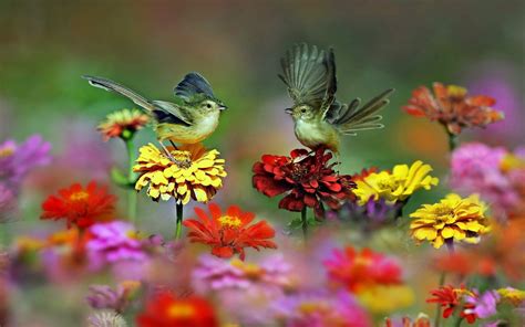 Spring Bird Desktop Wallpaper (81+ images)