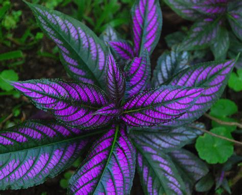 Persian Shield: Vibrant Shade Plant for Colorful Gardens