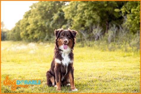 How to Train an Australian Shepherd Puppy: Training Tips