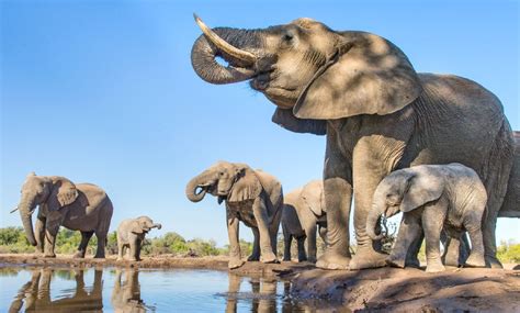 African Savannah Elephants | Elephants in Tarangire | Tarangire Elephants