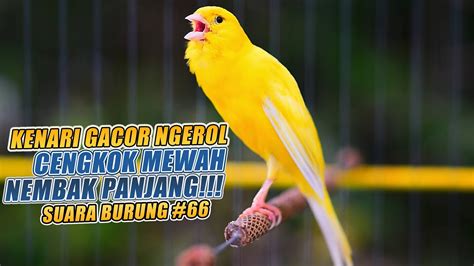 SUARA BURUNG |66| Kenari GACOR PANJANG INI Cocok untuk Masteran KENARI ...