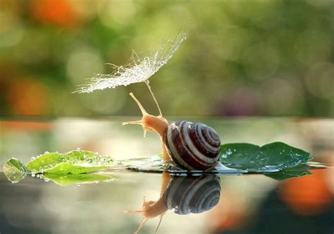 Fascinating macro photographs of snails’ world – Vuing.com