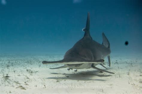 Shark Diver : Shark Diving : Swimming With Sharks: Hammerhead shark ...