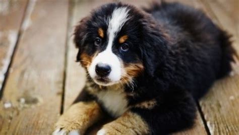 Puppy Dog Breeds Photos