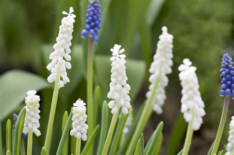 Grape Hyacinths Plants - Learn About Common Grape Hyacinths | Gardening ...