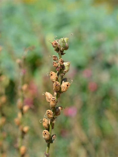 Snapdragon Seed Pod Info - When And How To Harvest Snapdragon Seeds