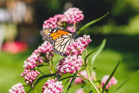 How to Grow and Care for Common Milkweed Plants