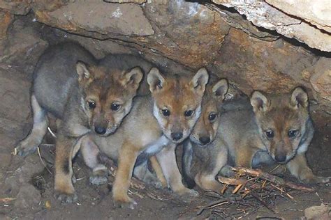 Captive-Bred Wolf Pups Introduced to Wild | California Wolf Center