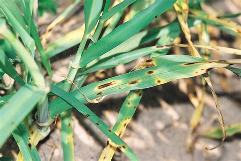 Disease on ‘watch list’ for barley - Grain Central