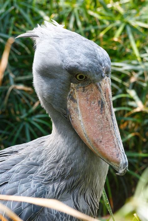 Shoebill stork video - montrealfas