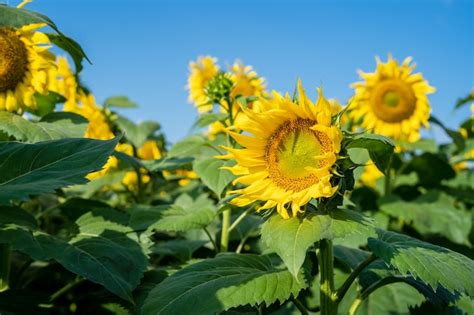 Premium Photo | Sunflower blooming.