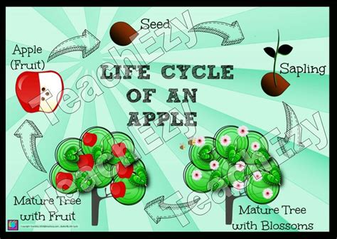 Apple Life Cycle Poster and unit of work by TeachEzy. (With images ...