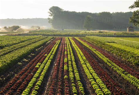 Vegetable and lettuce fields stock photo