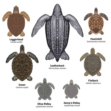 Sea turtles | Turtle Foundation