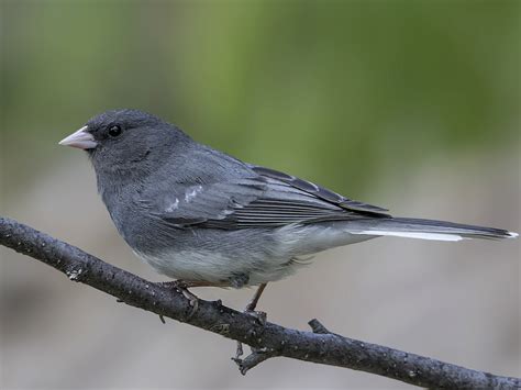 15 Winter Birds in Wisconsin (With Pictures) - Sonoma Birding