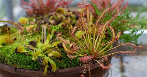 Growing Carnivorous Plants 101: How to Get Started