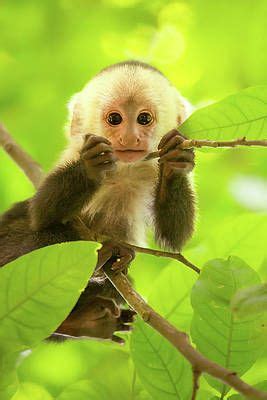 White-faced capuchin monkey baby by Roeselien Raimond | Cute baby ...