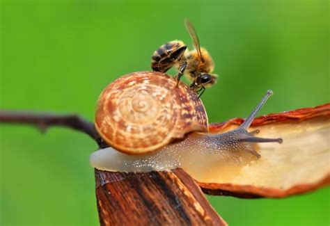 20 Amazing Macro Photographs of Snails – Design Swan