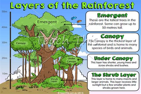 Rainforest Layers Poster - Printable Picture Theme Flash Cards ...